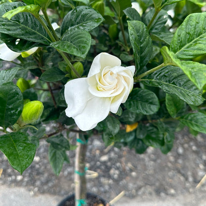 Gardenia TROPICAL Tree 10