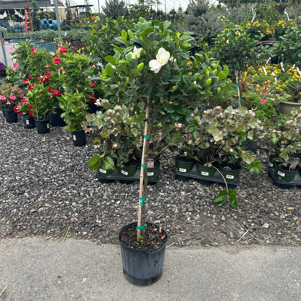 Gardenia TROPICAL Tree 10