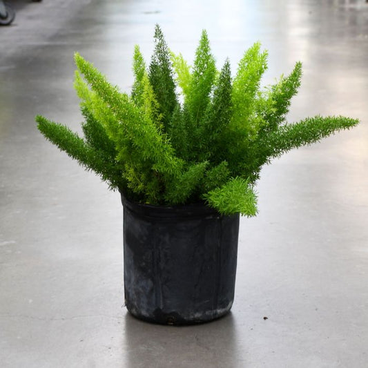 Foxtail Fern 6  inch