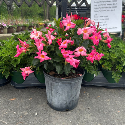 Annual Tropical Dipladenia 10