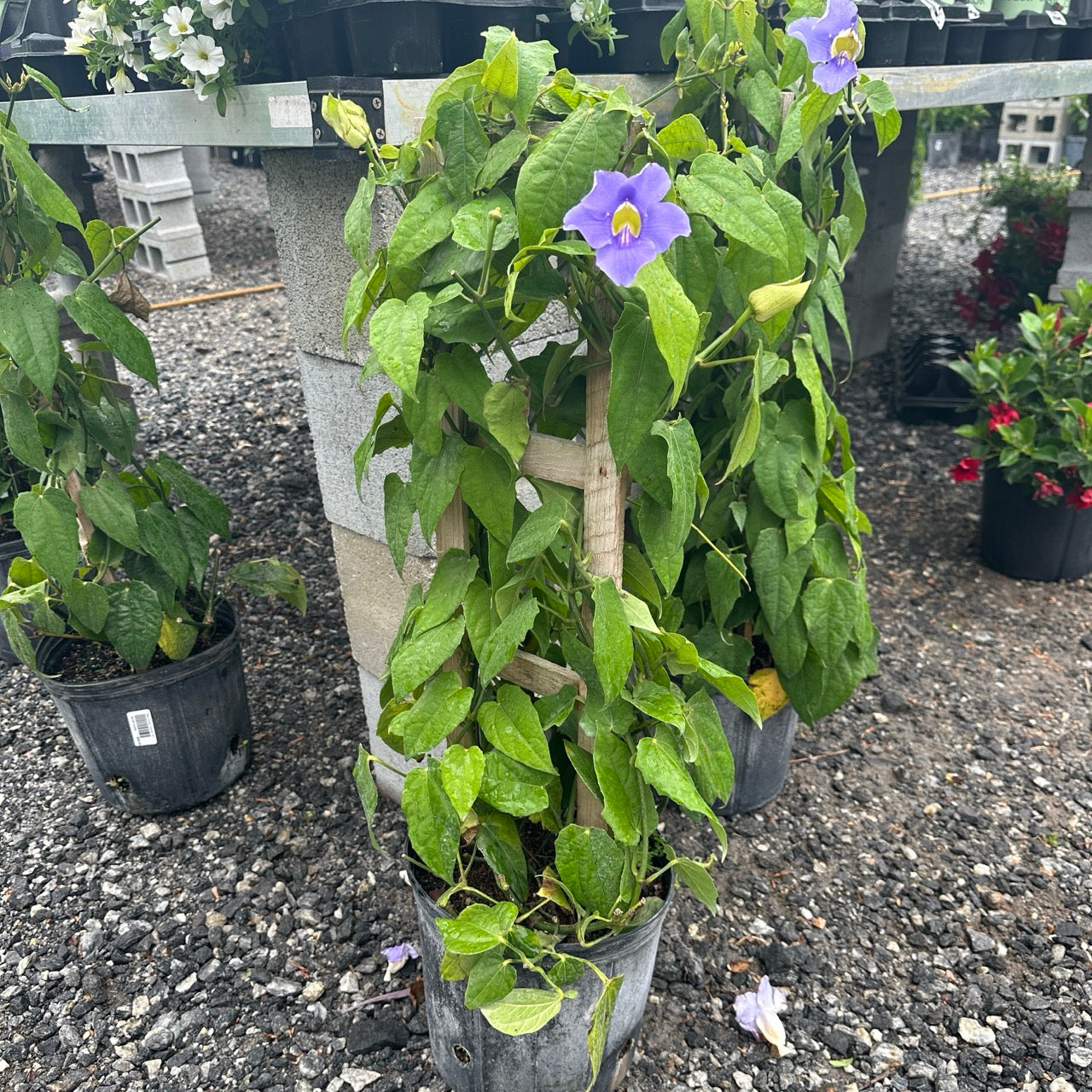 Annual Tropical Sky Vine Trellis 10