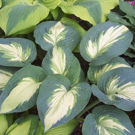 Hosta Hudson Bay 1 Gallon