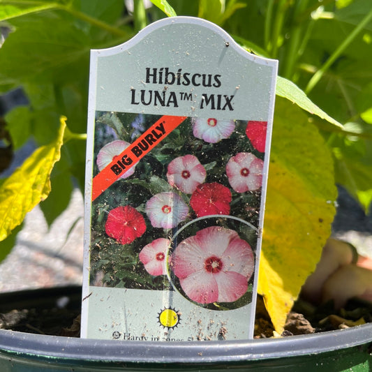 Large red bloom on hardy perennial hibiscus