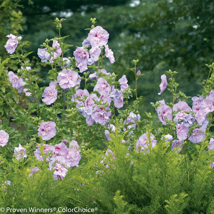 Hibiscus Dark Lavender Chiffon