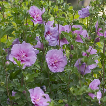 Hibiscus Dark Lavender Chiffon