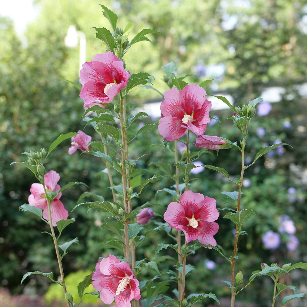 Hibiscus Red Pillar 2 Gallon Proven Winners