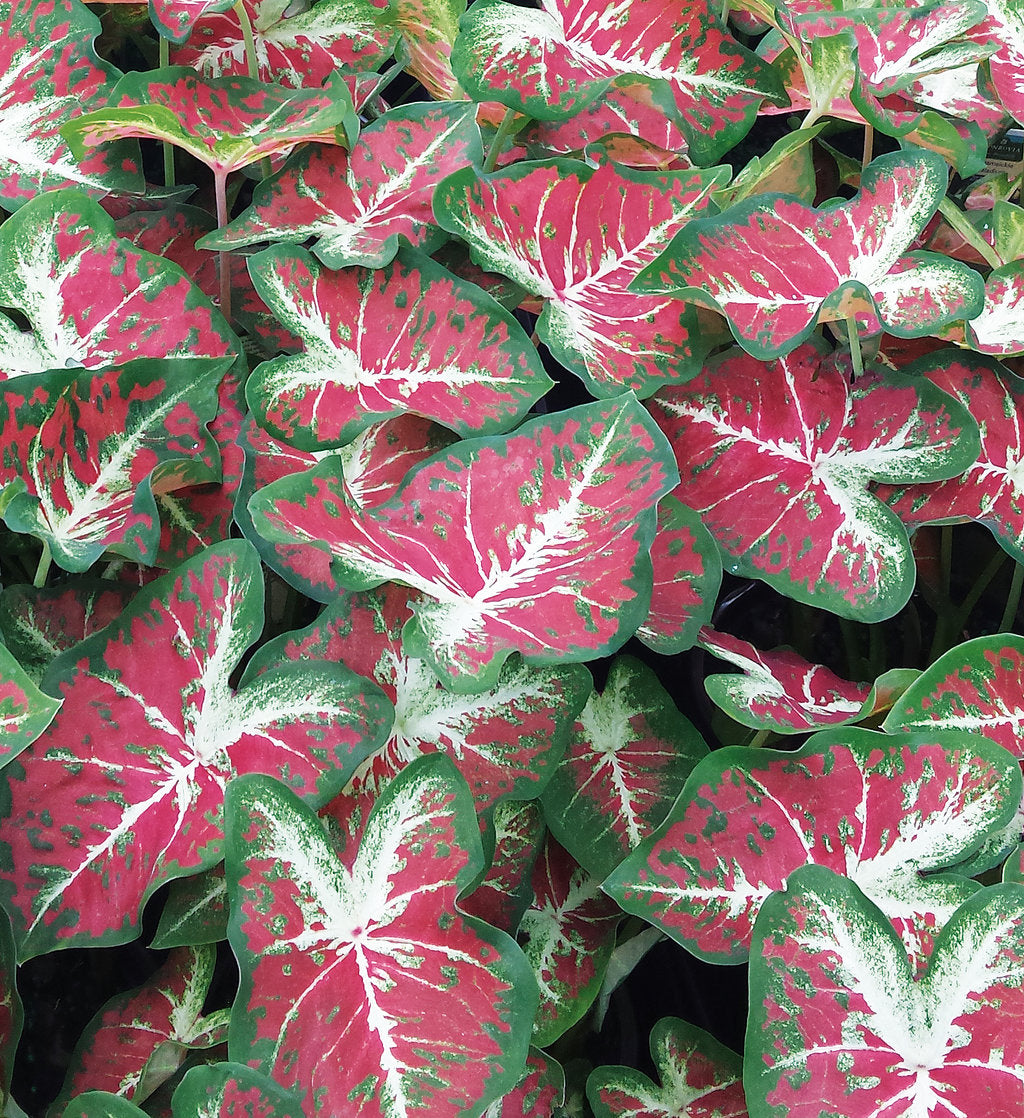 Annual Caladium Quart