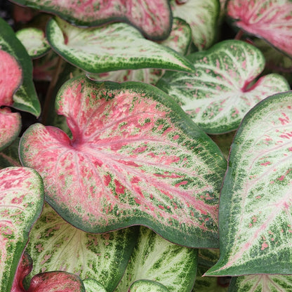 Annual Caladium Quart