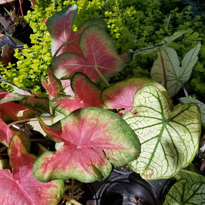 Annual Caladium Quart