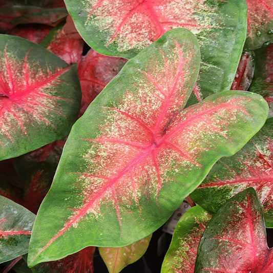 Annual Caladium Quart