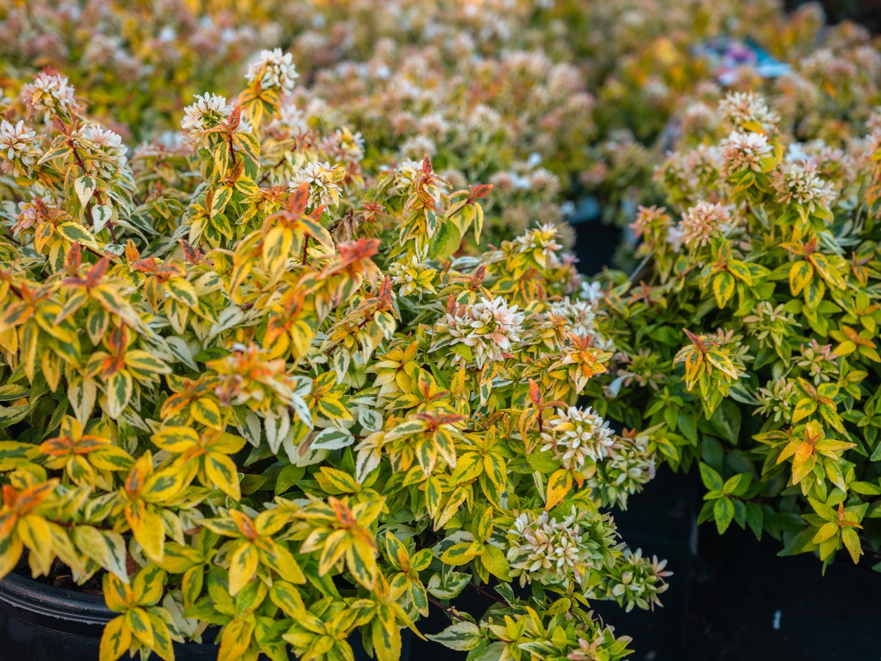 Kaleidoscope Abelia in black pot at Settlemyre Nursery