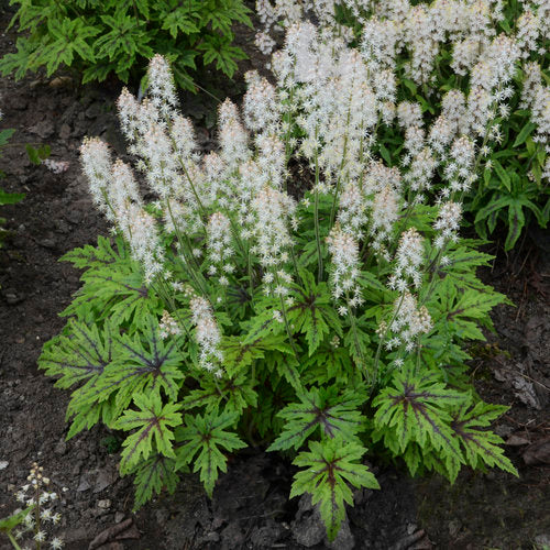 Perennial Tiarella Cutting Edge 1G