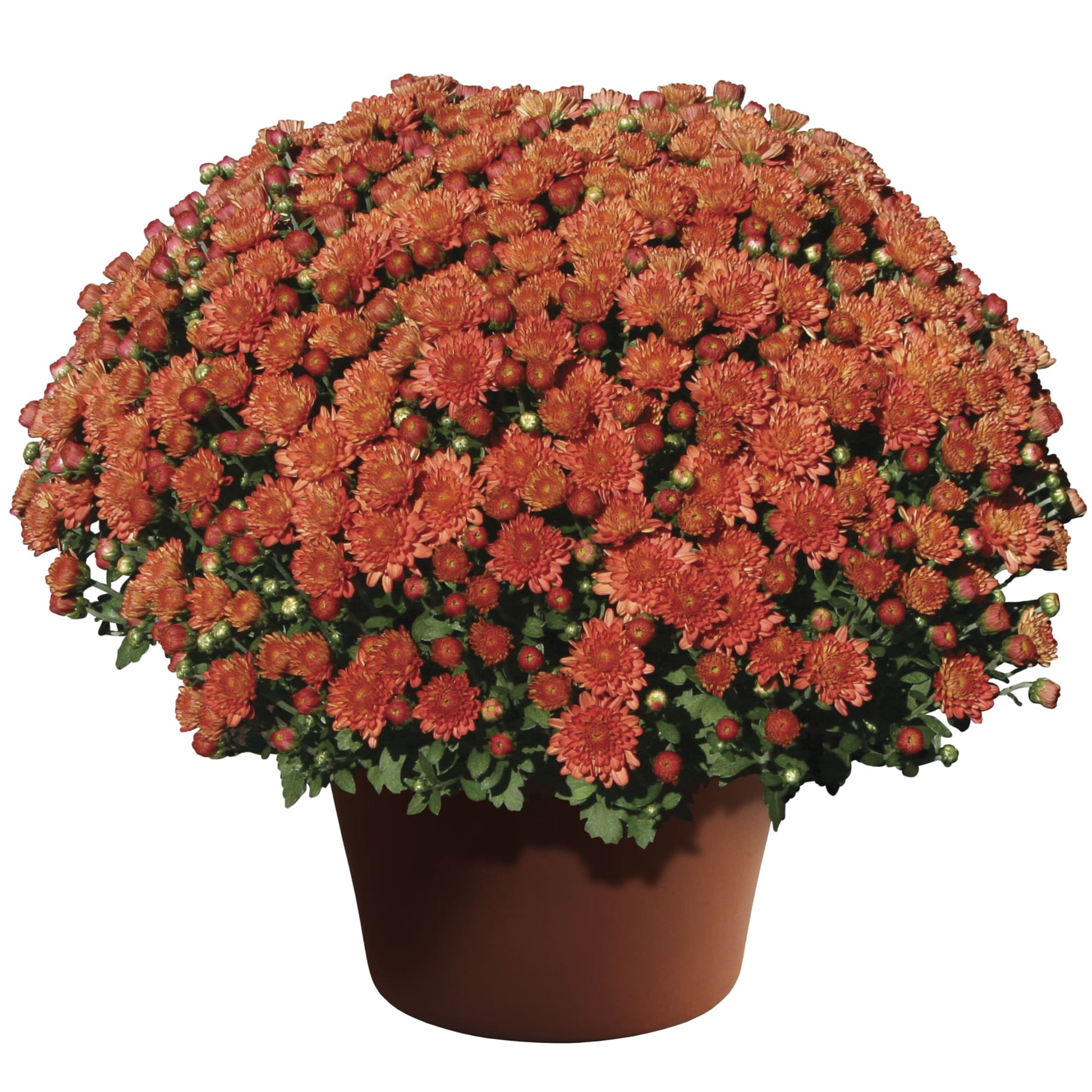 Multiple colors of Mums for Sale