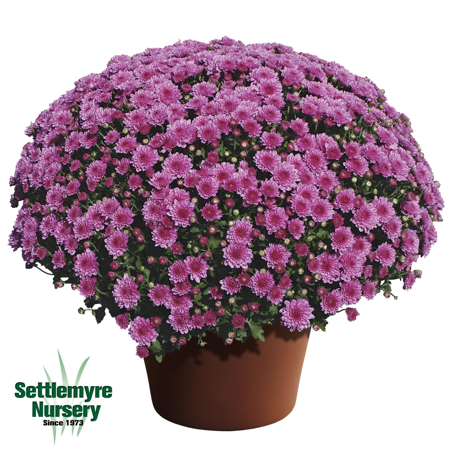 Mum Wanda Lavender 12"