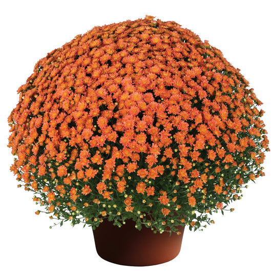 Mum Jacqueline Orange 12"