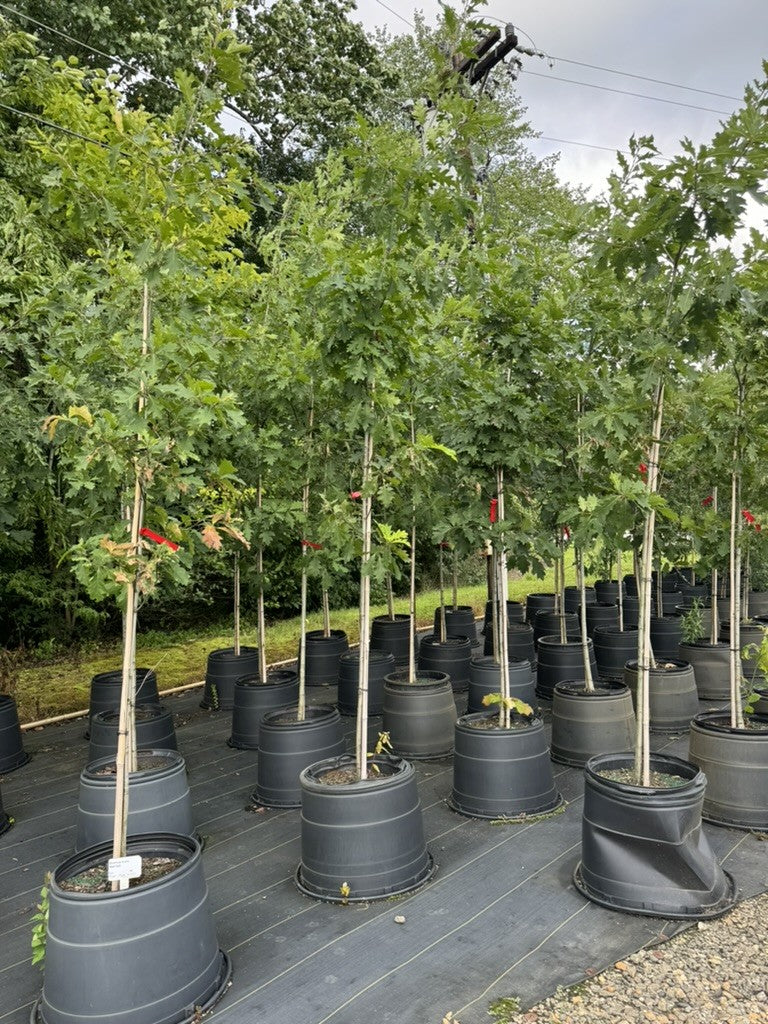 Quercus Oak Tree RED 15G