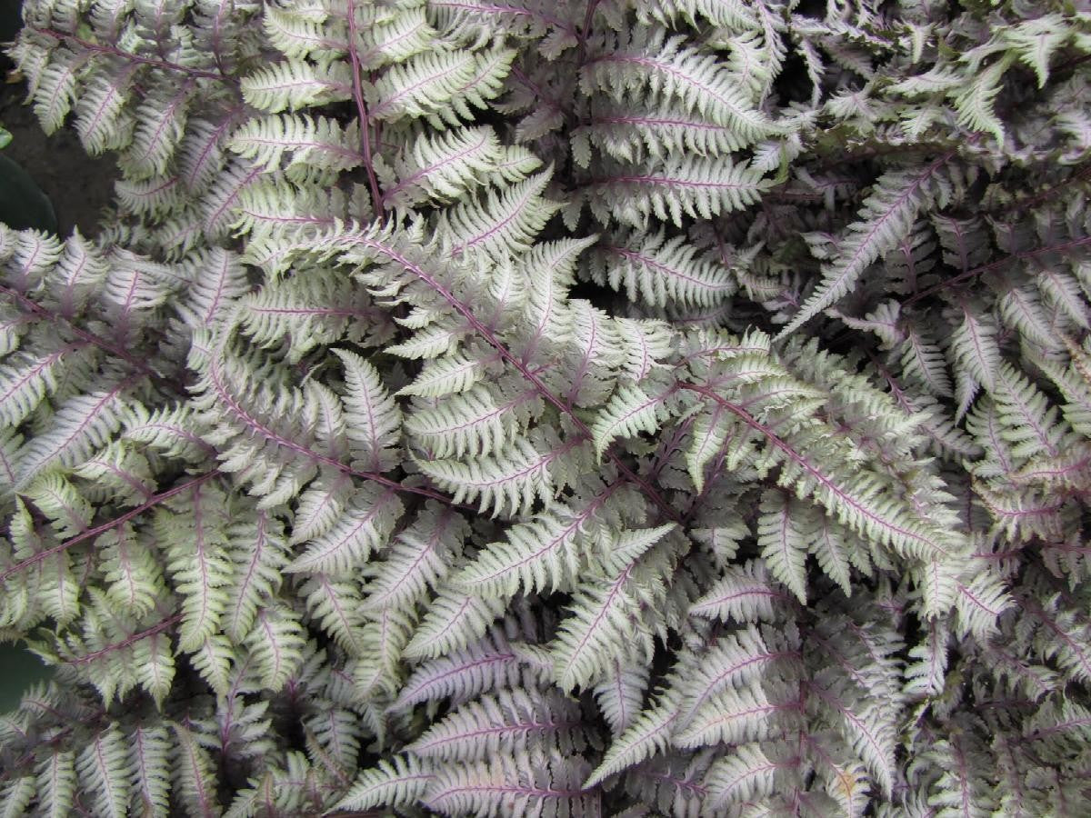 Autumn fern closeup shot