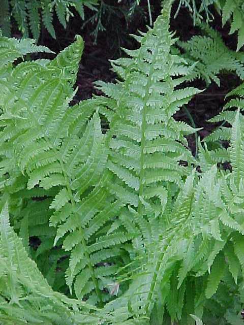 Autumn fern closeup shot