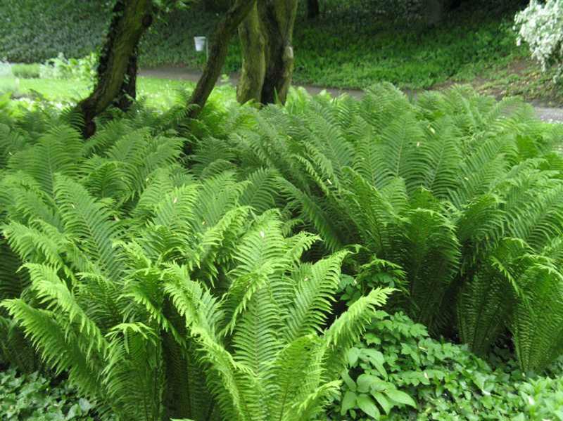 Autumn fern closeup shot