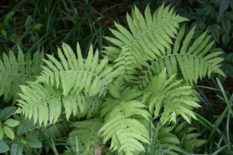 Autumn fern closeup shot