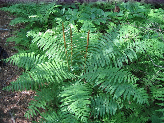 Autumn fern closeup shot