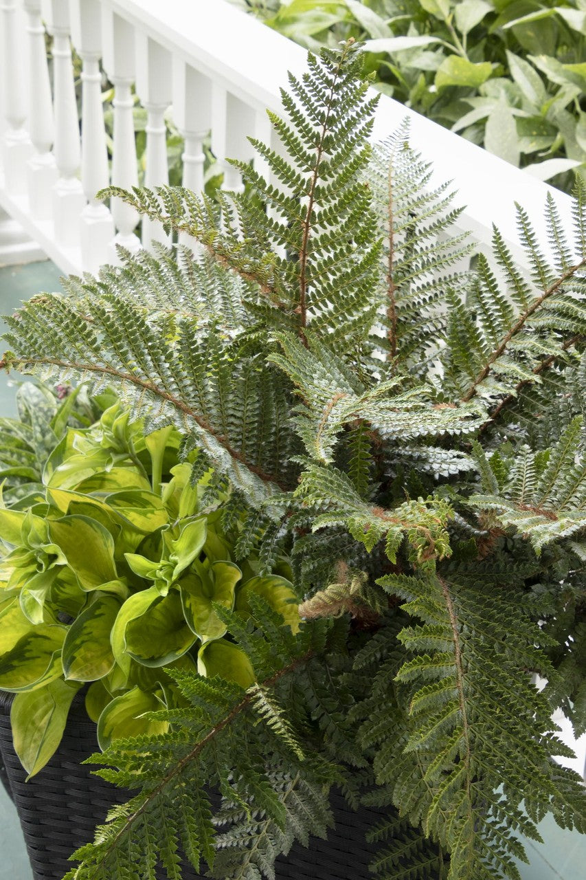 Autumn fern closeup shot