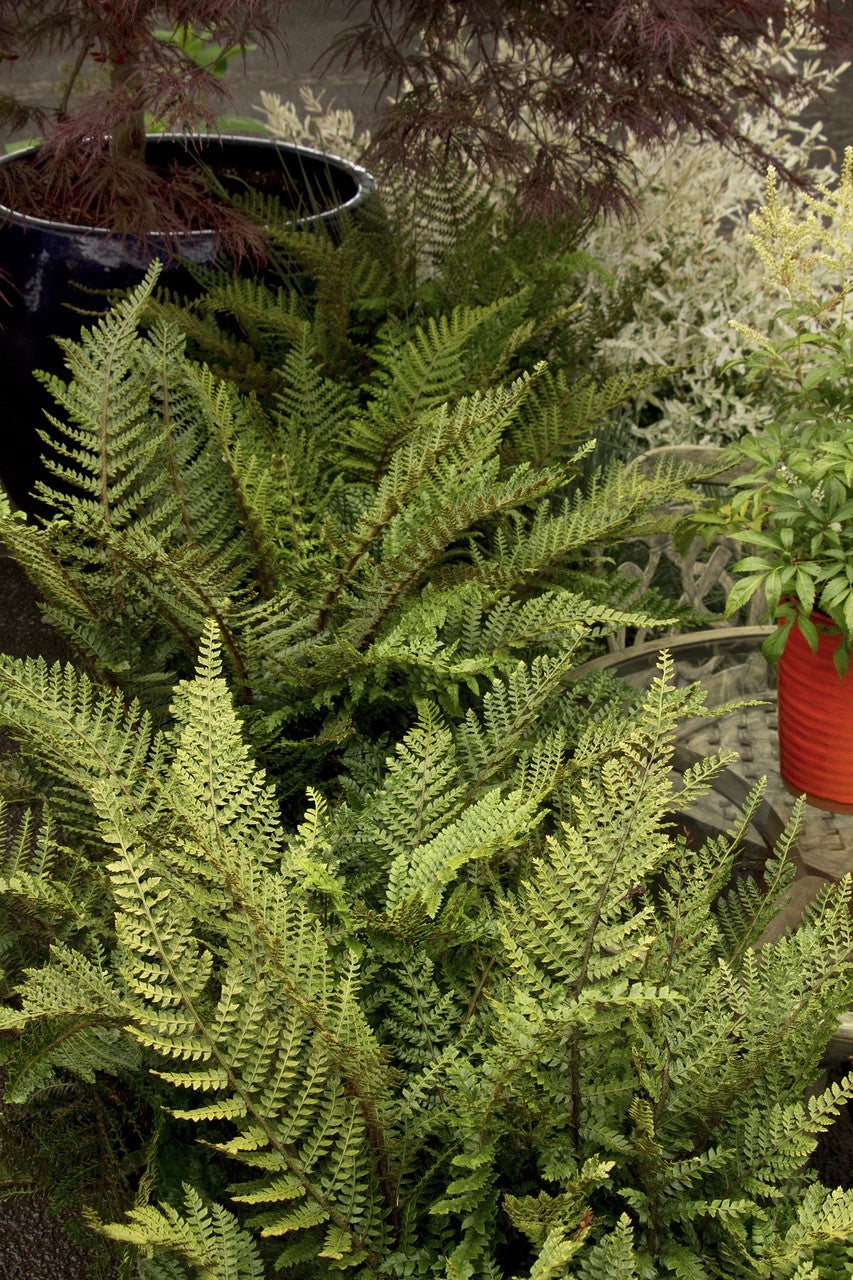 Autumn fern closeup shot