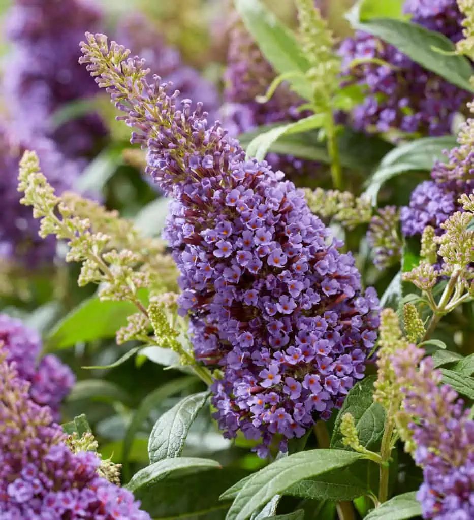 Butterfly Lil Lavender 3 Gallon