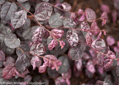 Loropetalum Jazz Hands
