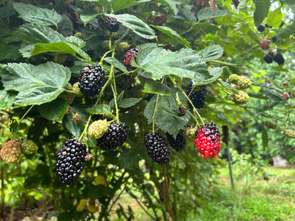 Blackberry Kiowa1 Gallon