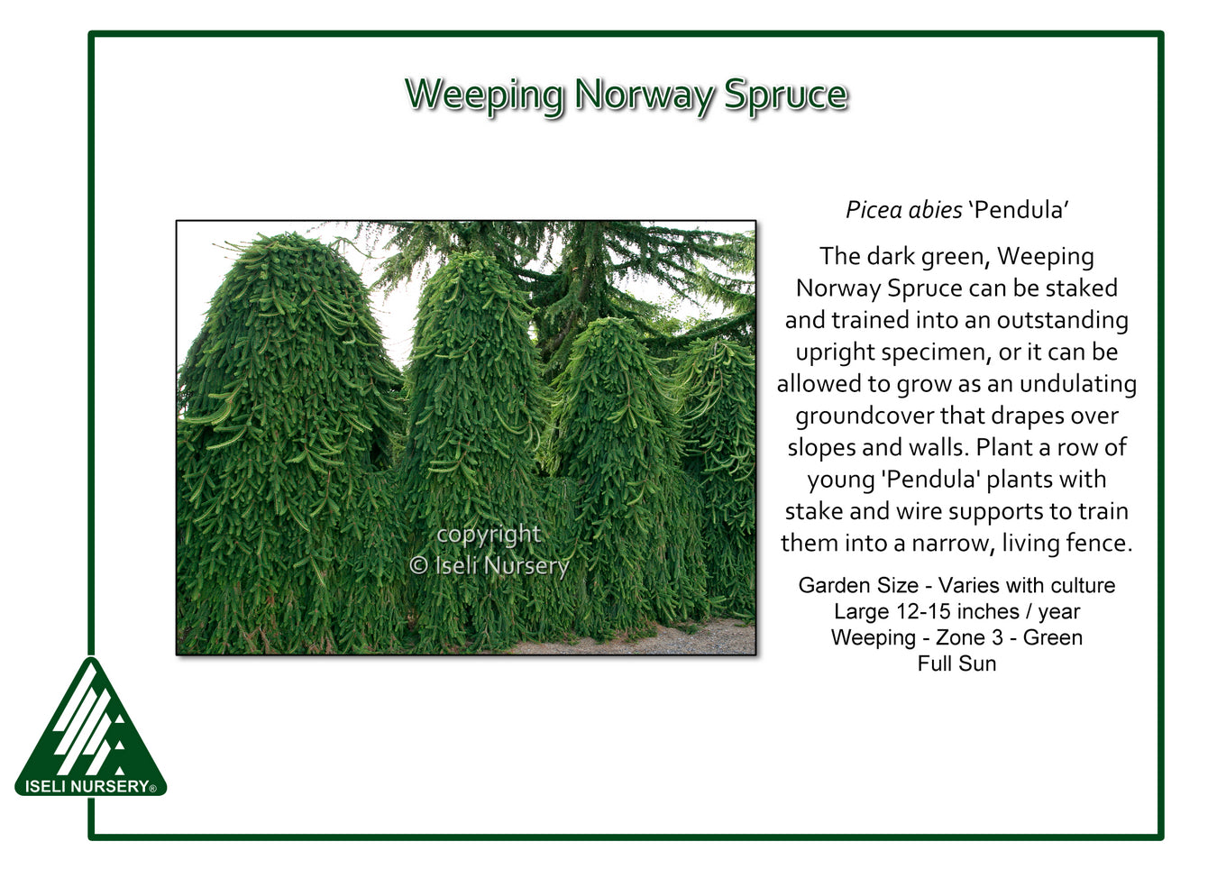 Weeping Norway Spruce