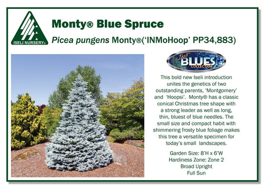 Monty Dwarf Blue Spruce in pot