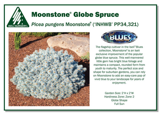 Picea Moonstone Standard 3G