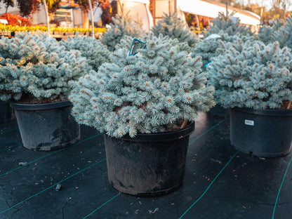 Moonstone Dwarf Blue Spruce