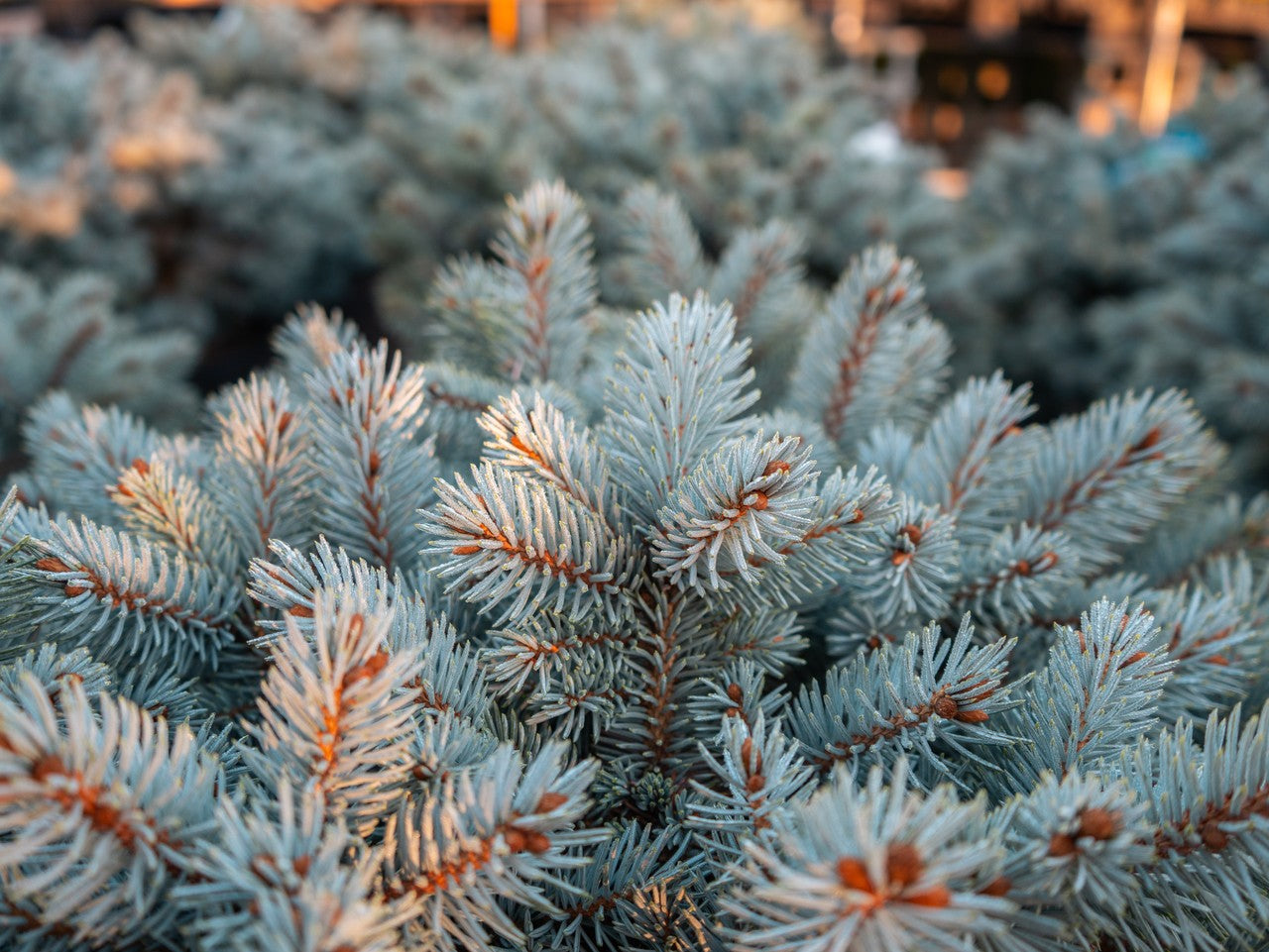 Moonstone Dwarf Blue Spruce