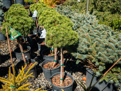 Mugo Pine Sherwood Tree Form Standard 3g