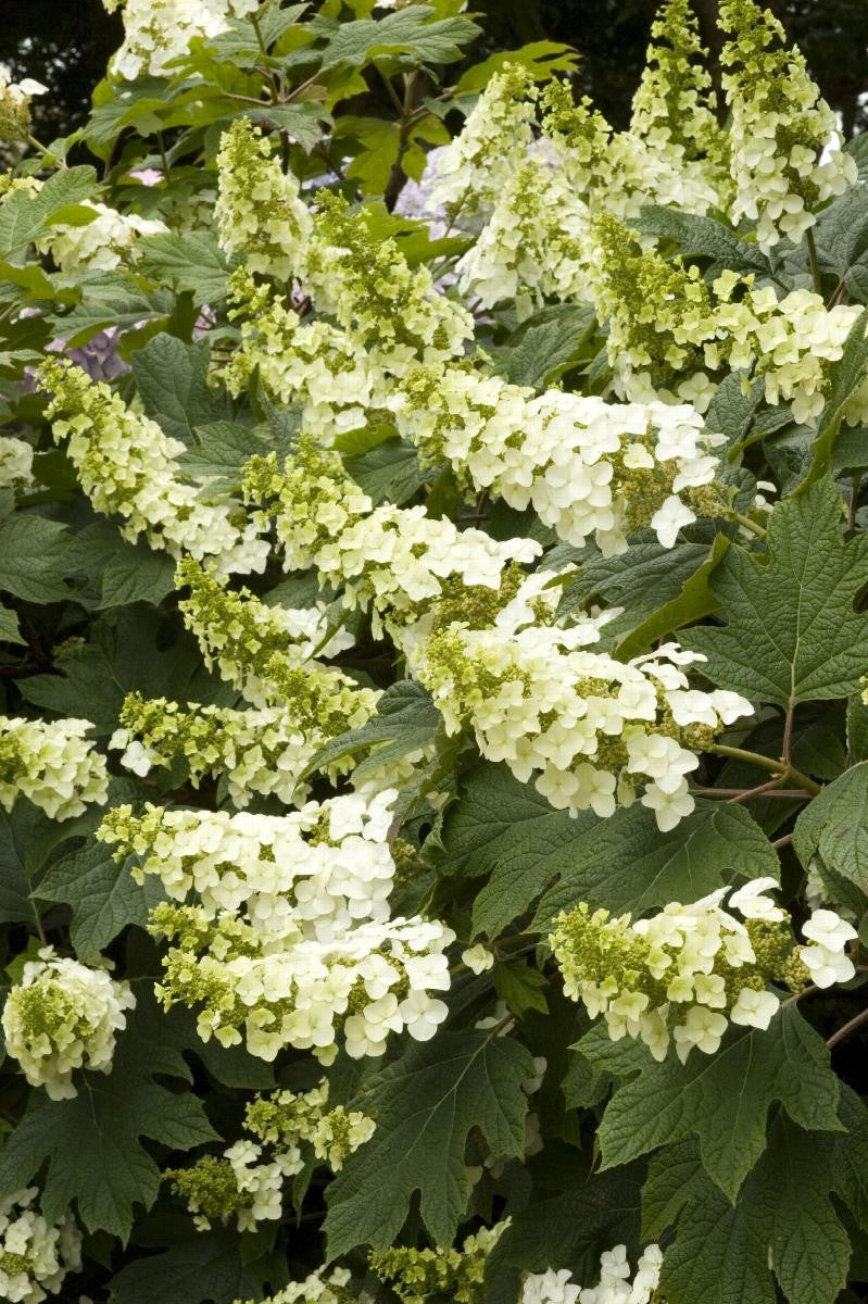 Snow Queen Oakleaf Hydrangea 3g