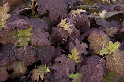 Snow Queen Oakleaf Hydrangea 3g