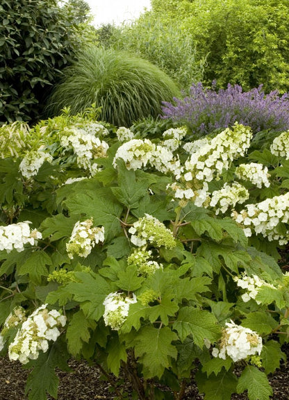 Snow Queen Oakleaf Hydrangea 3g