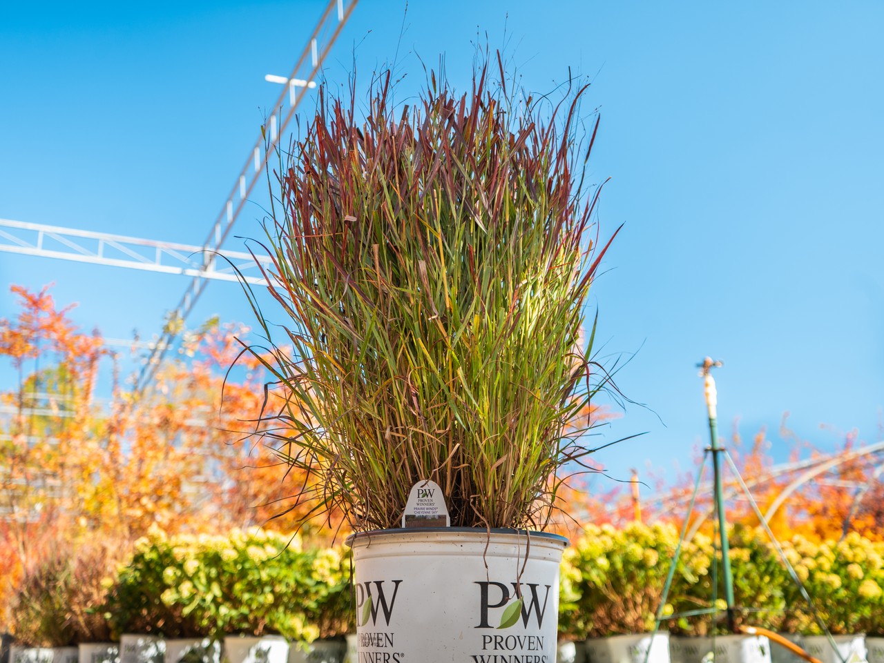 Cheyenne Sky Ornamental Grass