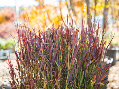 Cheyenne Sky Ornamental Grass