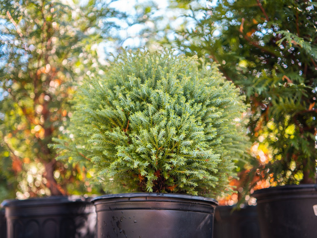 Bowling Ball Arborvitae in pot at Settlemyre Nursery