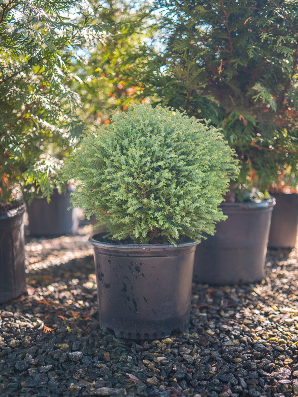 Bowling Ball Arborvitae