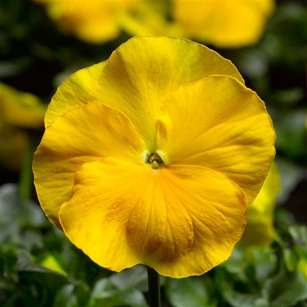 Pansy Majestic Yellow Clear