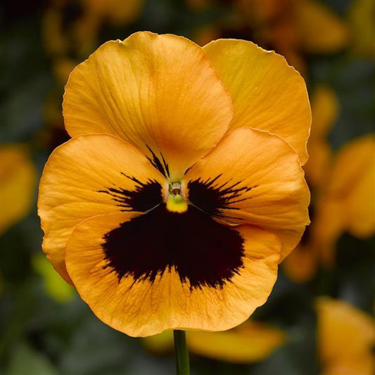 Pansy Matrix Orange Blotch