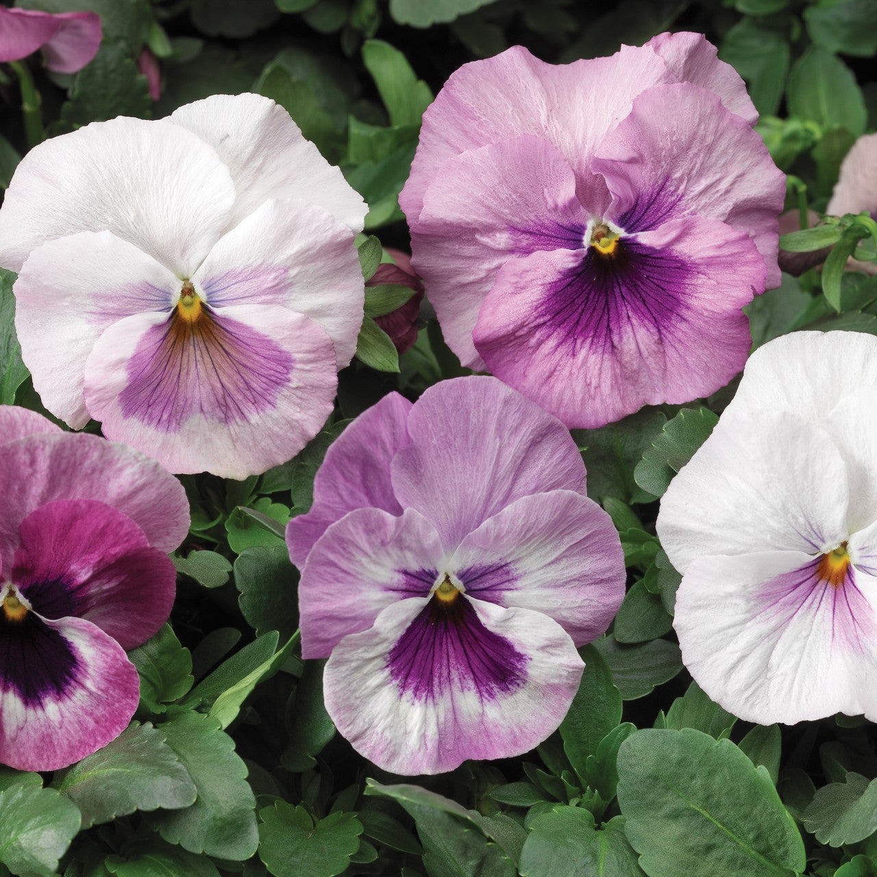 Pansy Pink Shades