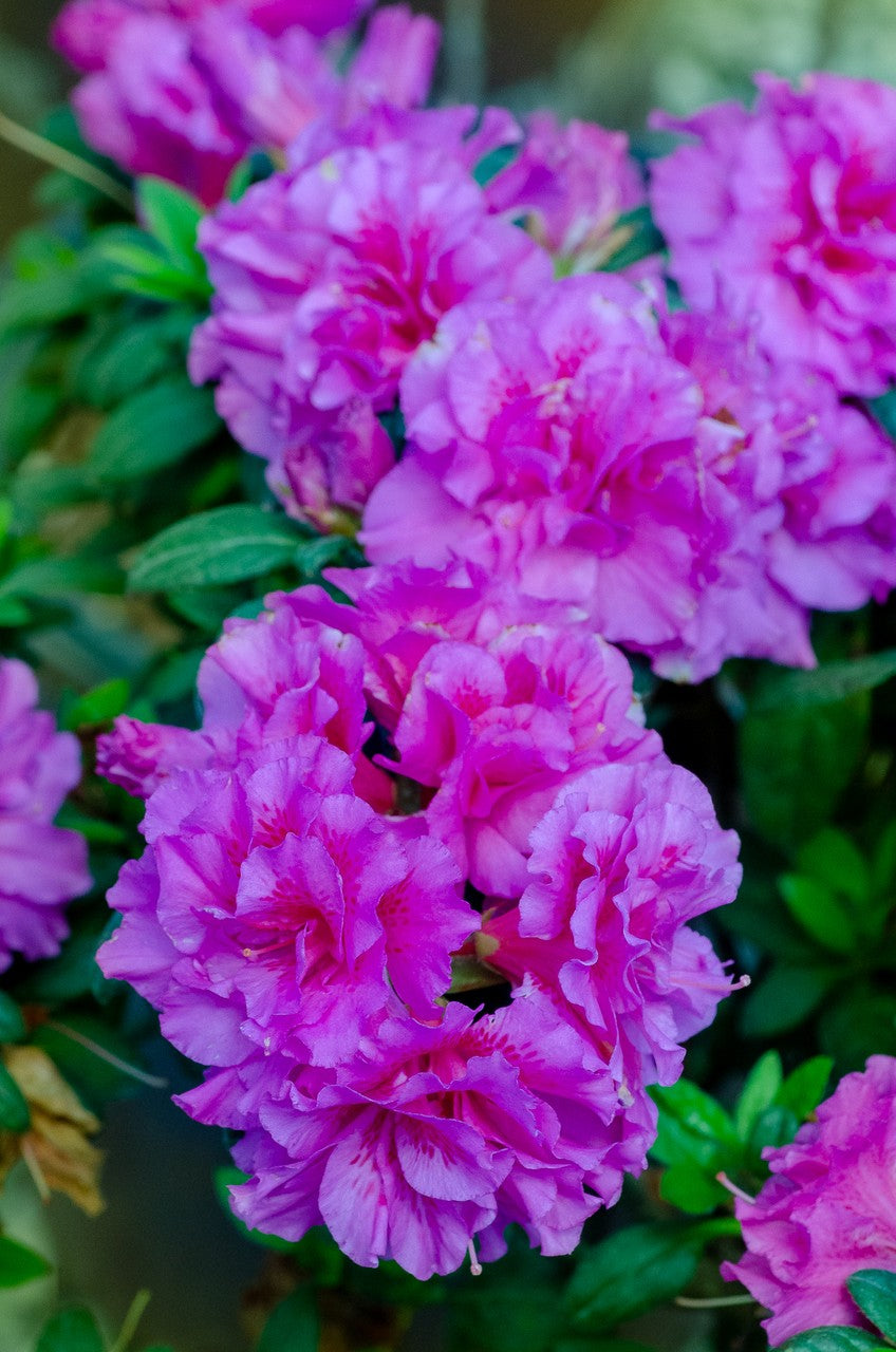 Azalea Encore Autumn Majesty