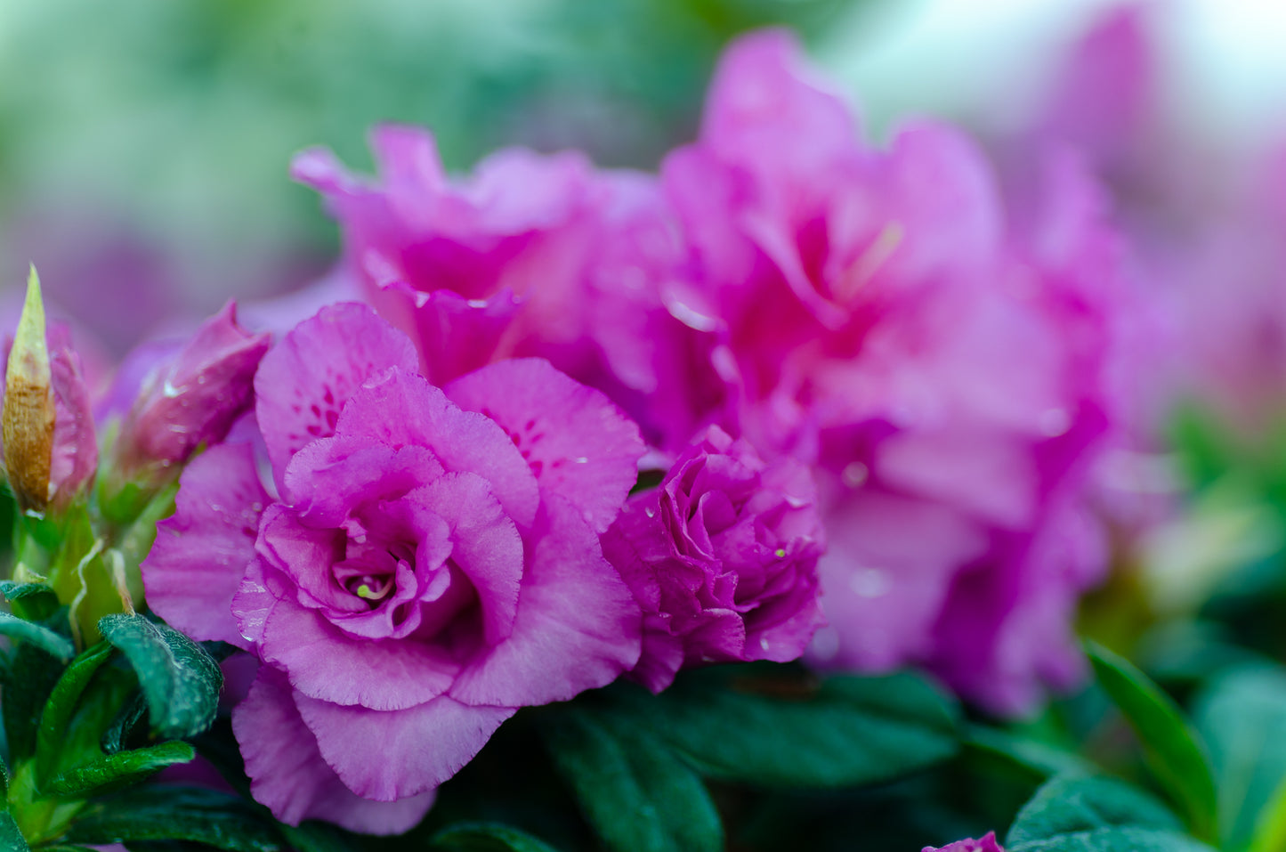 Azalea Encore Autumn Majesty