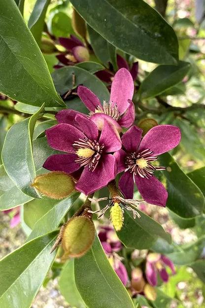 Stellar Ruby Magnolia Tree