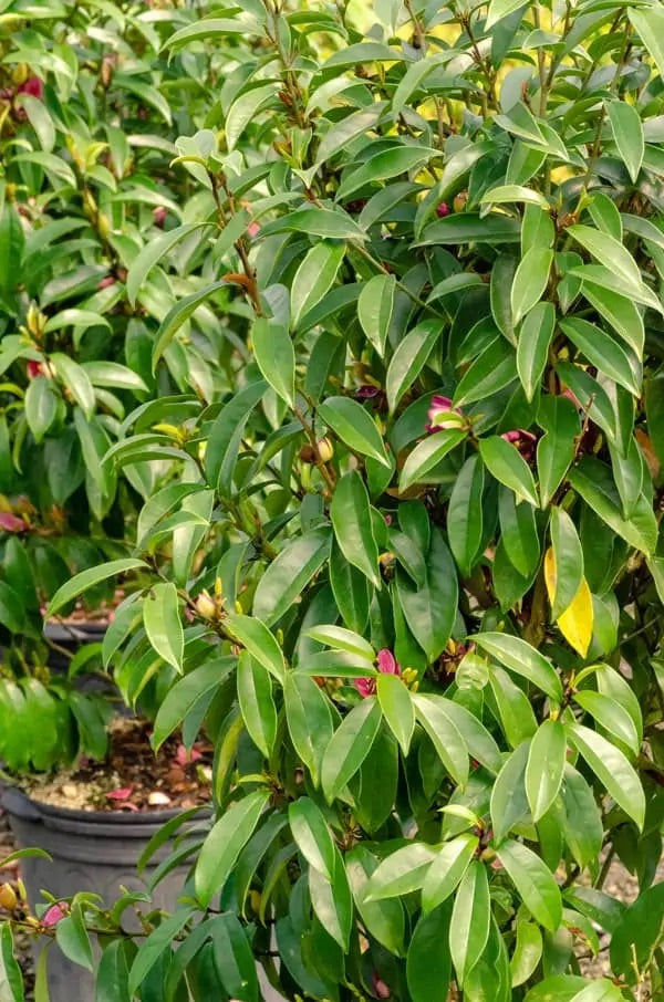 Stellar Ruby Magnolia Tree